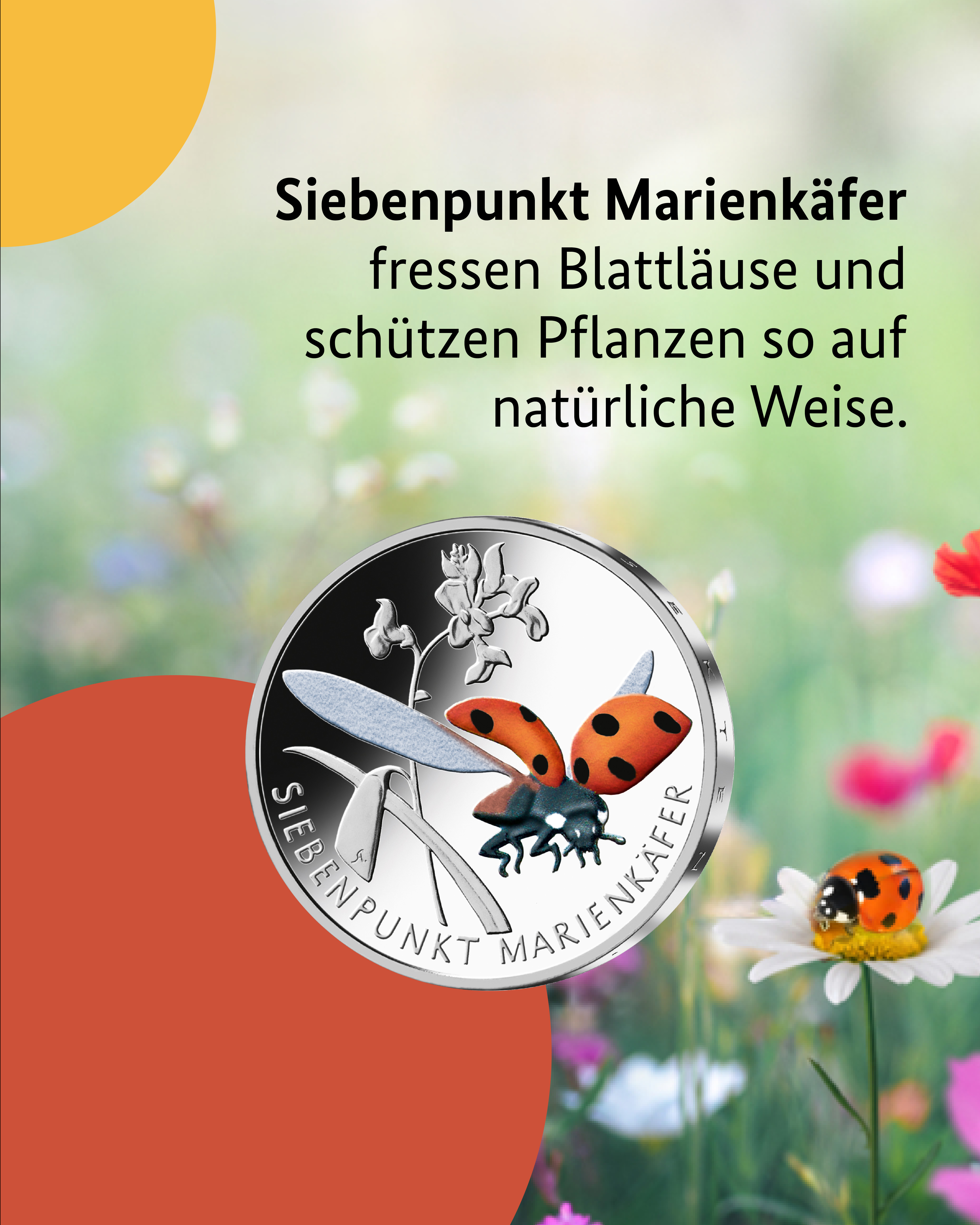 Siebenpunkt Marienkäfer