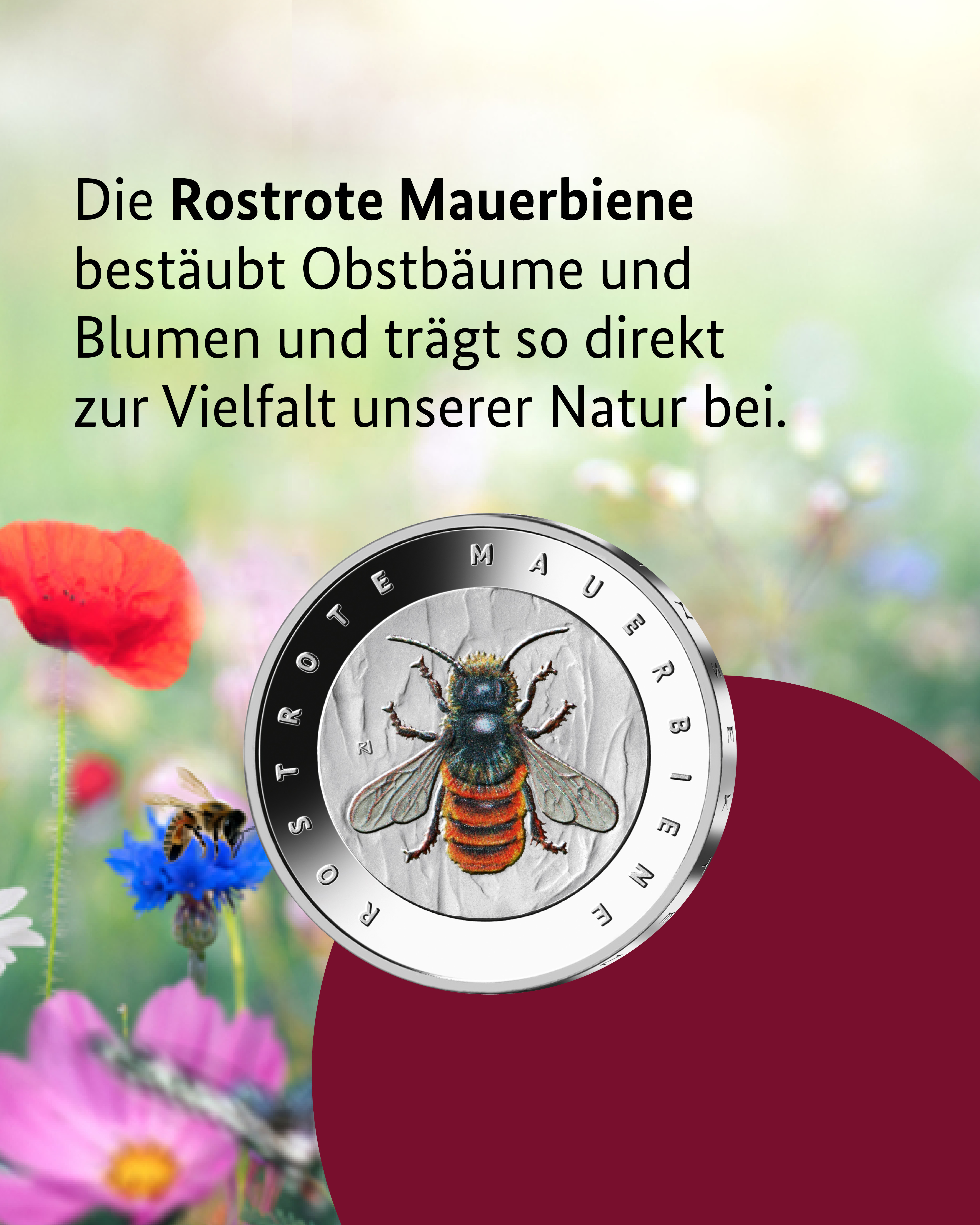 Rostrote Mauerbiene