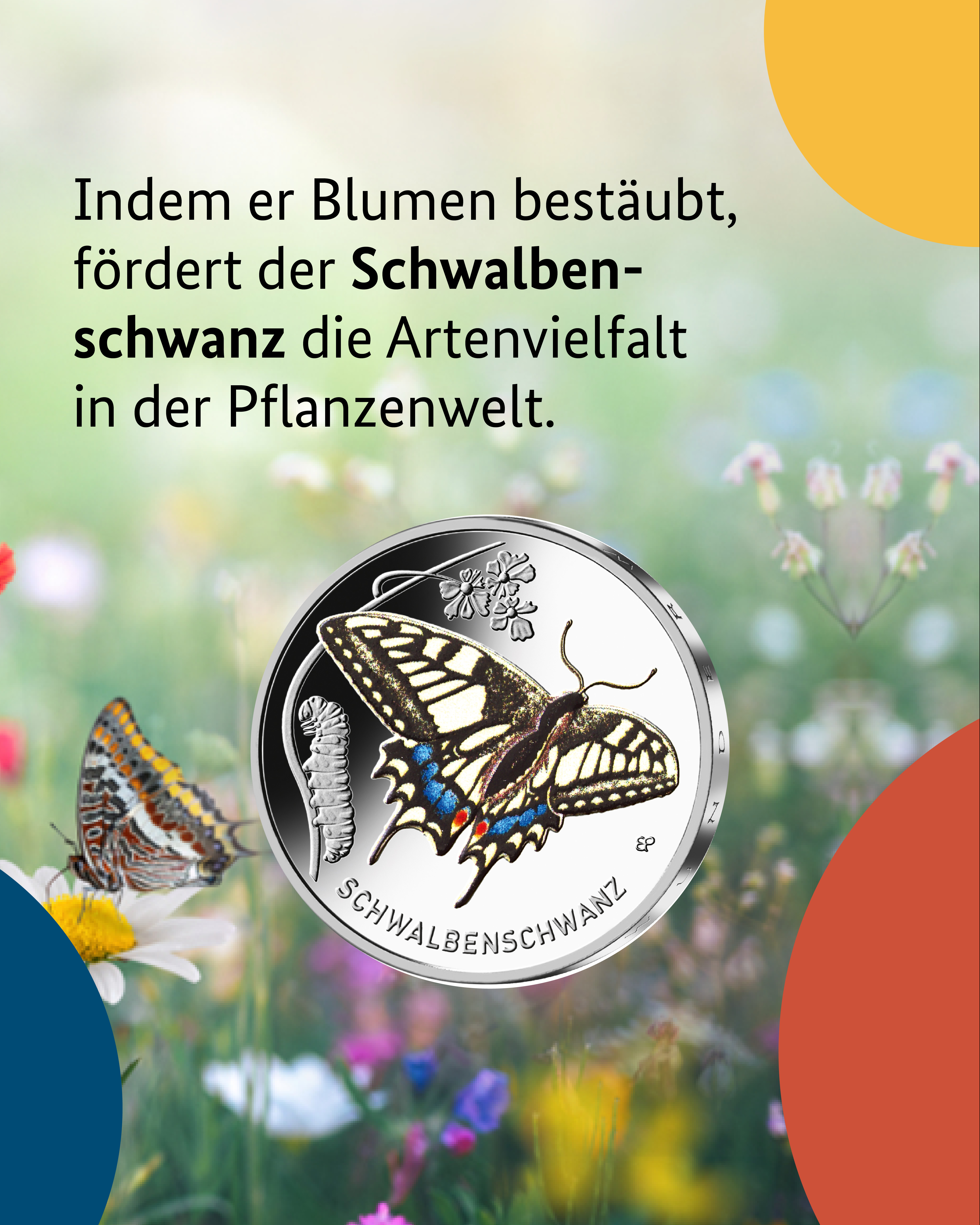 Der Schwalbenschwanz fördert die Artenvielfalt in der Pflanzenwelt.